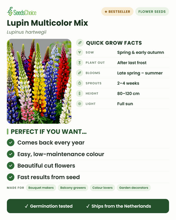 Lupine Multicolor Mix Lupinus hartwegii snelle kweekinfo: zaai in de lente of vroege herfst, plant buiten na de laatste vorst, bloeit van late lente tot zomer, hoogte 80–120 cm, volle zon — een meerjarige plant die elk jaar terugkeert