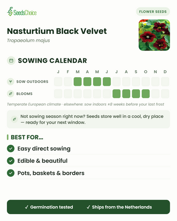 Zaaikalender voor Nasturtium Black Velvet in een gematigd Europees klimaat: direct zaaien maart t/m juni, bloeit juli t/m oktober; zaden blijven goed bewaarbaar tot het volgende zaaiseizoen