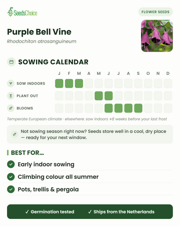Calendrier de semis pour le Purple Bell Vine dans un climat européen tempéré : semis en intérieur de janvier à mars, repiquage de mai à juin, floraison de juin à septembre ; les graines se conservent bien jusqu'à la prochaine saison de semis