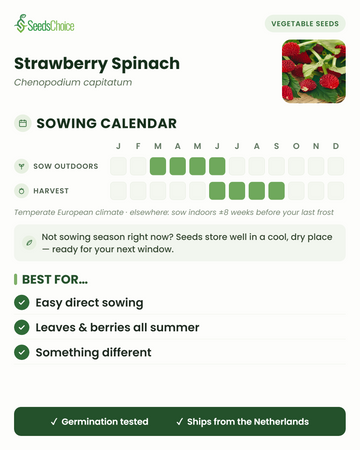 Calendrier de semis pour l'Épinard Fraise dans un climat européen tempéré : semis direct de mars à juin, récolte de juin à septembre ; les graines se conservent bien jusqu'à la prochaine saison de semis