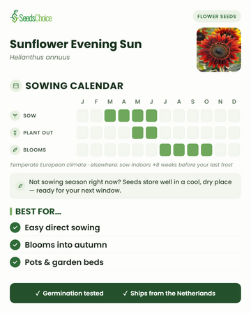 Calendrier de semis pour le Sunflower Evening Sun dans un climat européen tempéré : semer de mars à juin, repiquage de mai à juin, floraison de juillet à octobre ; les graines se conservent bien jusqu'à la prochaine saison de semis