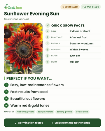 Conseils de culture pour le tournesol Evening Sun : semis en intérieur ou en semis direct au printemps, repiquer après les dernières gelées, floraison de l'été à l'automne dans des tons chauds de rouge et d'or, hauteur 120+ cm, plein soleil