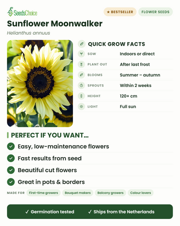 Tournesol Moonwalker – infos de culture rapides : semer en intérieur ou en semis direct au printemps, repiquer après les dernières gelées, floraison de l'été à l'automne, hauteur 120+ cm, plein soleil — des fleurs faciles et rapides pour pots et massifs