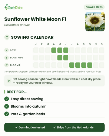Calendrier de semis pour le Sunflower White Moon F1 dans un climat européen tempéré : semer d'avril à juin, repiquage de mai à juin, floraison de juillet à octobre ; les graines se conservent bien jusqu'à la prochaine saison de semis