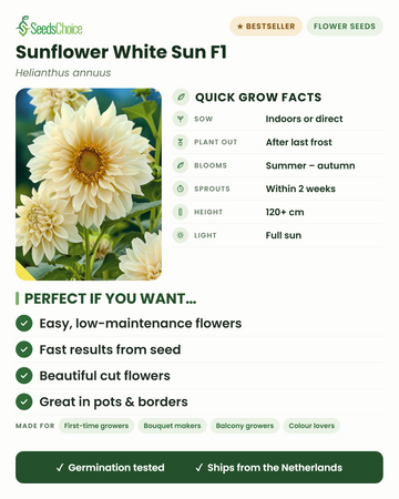 Tournesol White Sun F1 Petals – informations essentielles : semer en intérieur ou en semis direct au printemps, repiquer après les dernières gelées, floraison de l'été à l'automne, hauteur 120+ cm, plein soleil — avantages clés et profil du jardinier idéal pour ce tournesol blanc